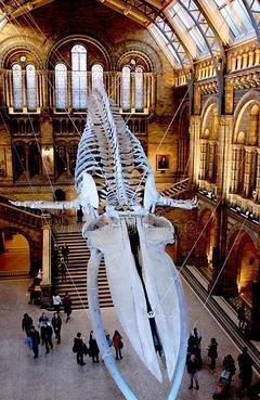 鲸鱼可以下潜数千米,为何钢铁打造的潜艇反而容易被海水压扁?