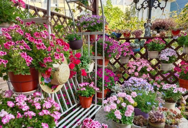 她是个狂热的天竺葵迷，院子里疯狂养了300盆，花团锦簇太养眼
