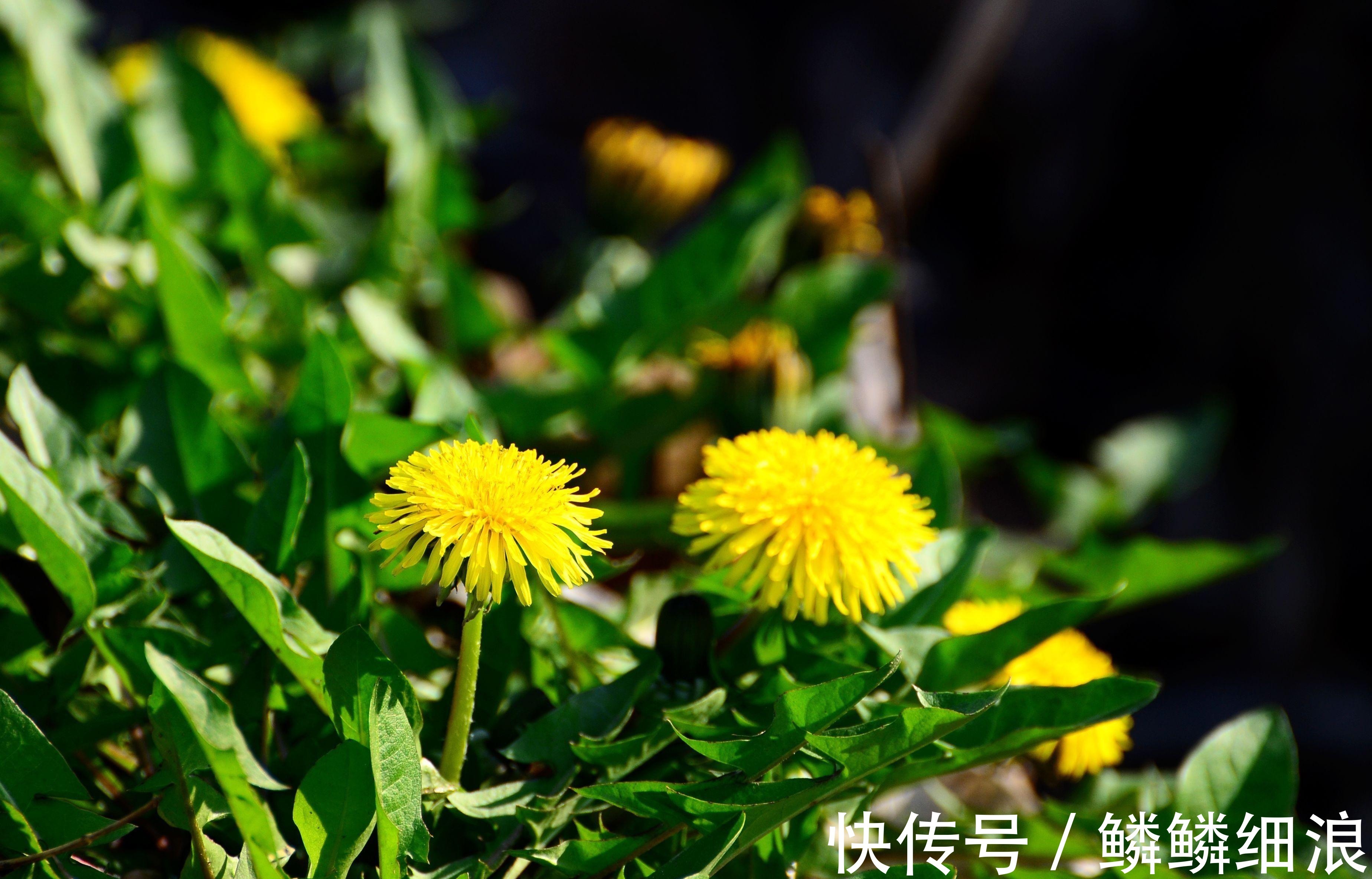 杂草|农村随处可见的“救命草”,农民当杂草除掉了,殊不知是养生良药