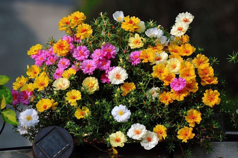 悄悄告诉你,此5种花,掐个叶就生根,懒人都能养开花