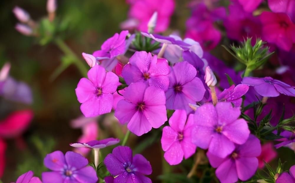 开春养什么花？想早点看花，养这3种，还好养