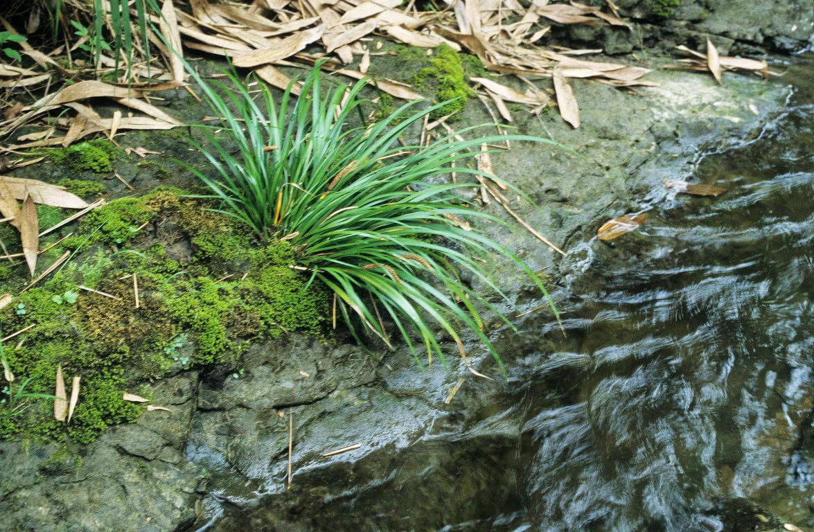石头|河边一种香草,专门长在石头上,它是有名的“穿骨七”30元一斤