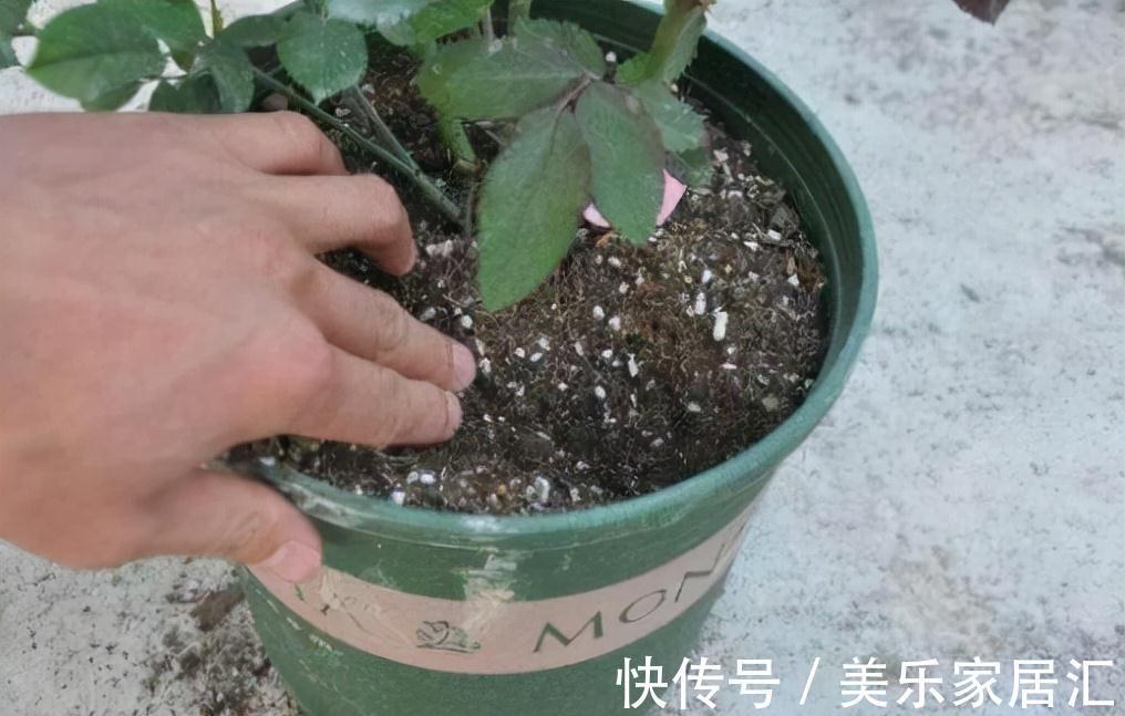 老花匠养花，从来不买花肥，只用这3种黄金土，盆盆都能爆