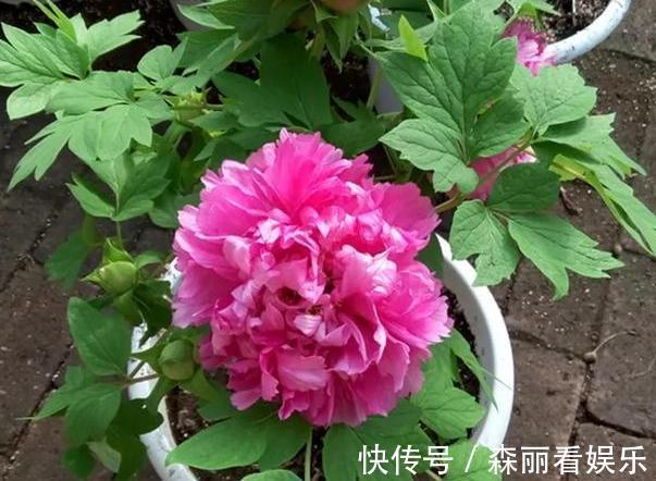 花盆|想要在家栽种牡丹花，请牢记3点，花期一到阳台、庭院成花海
