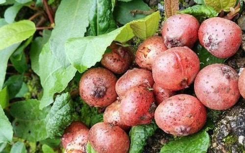 在农村的朋友一定不会陌生,城里人愿花100块一斤买,即使捡到许多都舍