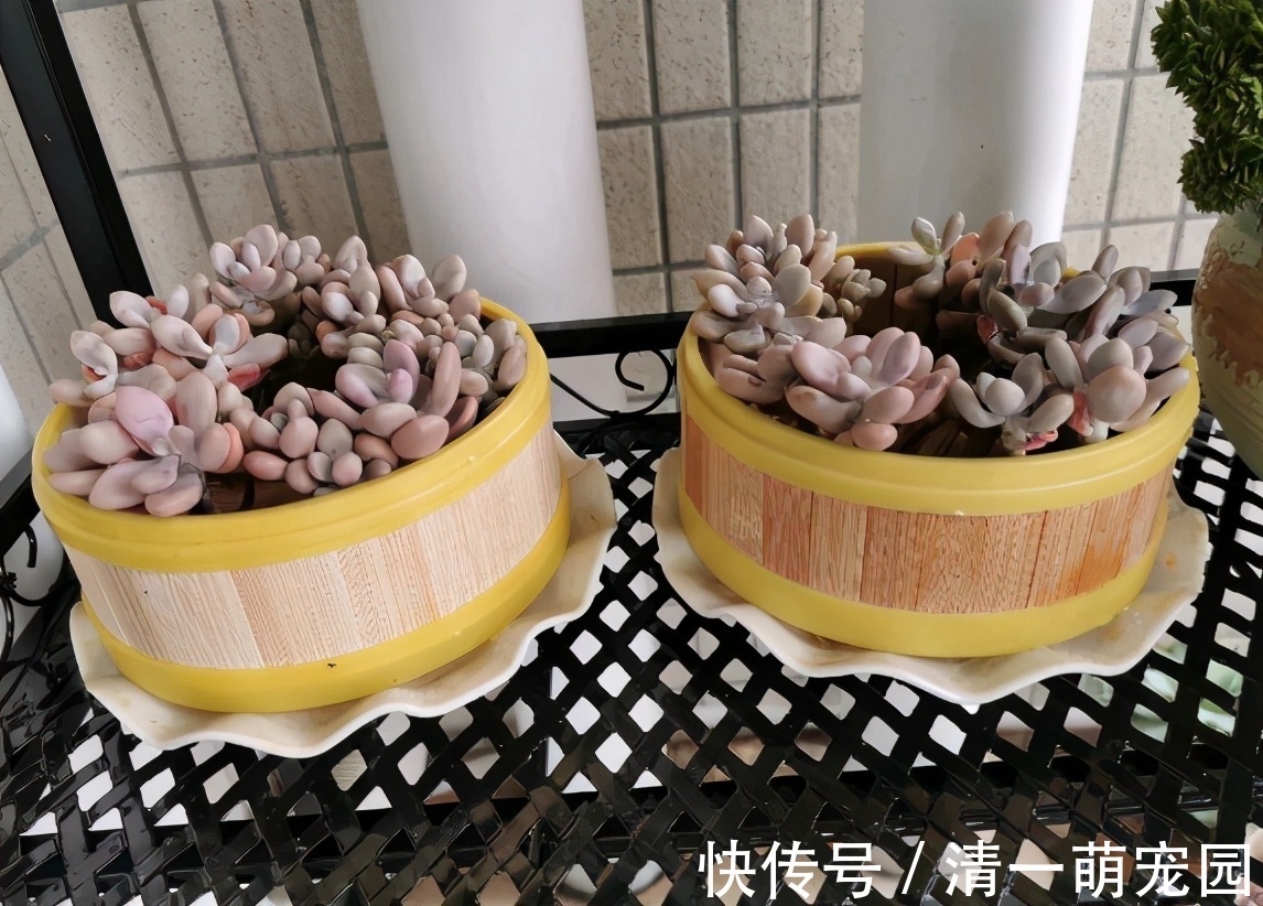 芽点|扦插讨喜的多肉,事前事后这么操作,成活率高很多