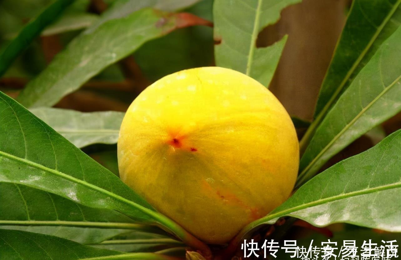 蛋黄果|人到中年要会吃，推荐3种食物，排毒清肠，延缓衰老，增强体质