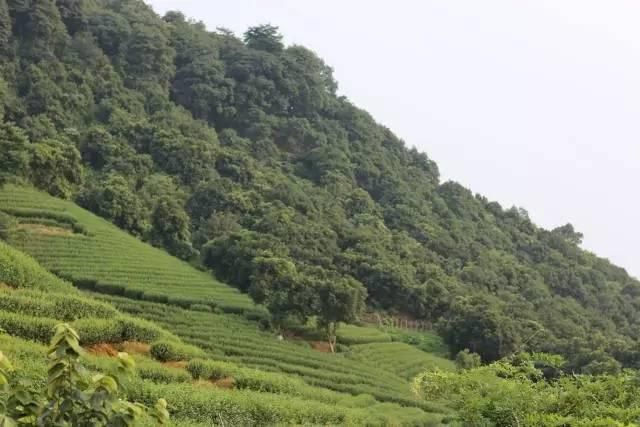 茶山|他把园子建在茶山下，归隐入林，沏茶闲聊，生活自然、安静、惬意