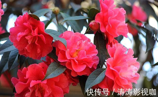 油茶|养花“高手”养茶花,都用这种“方法”,让它变成“五彩茶花树”