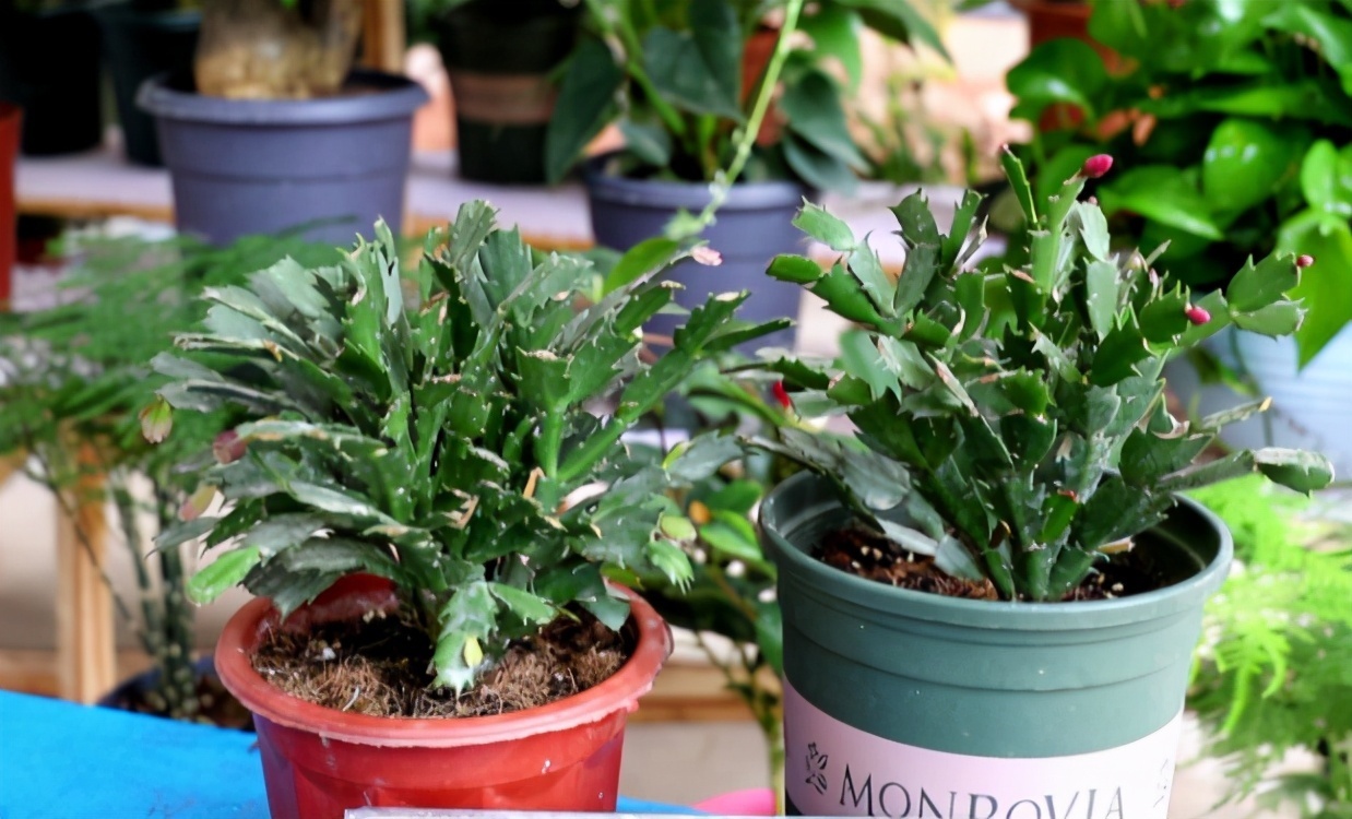 打蔫|害怕蟹爪兰夏季打蔫，告诉你几个关键操作，让它叶片油绿硬挺