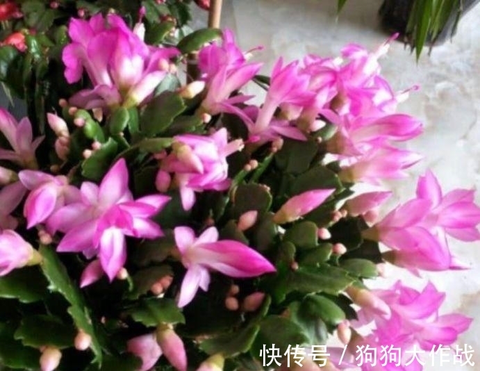 花花期|4种花美的出奇,不仅花好看,名字也好听,漂亮极了