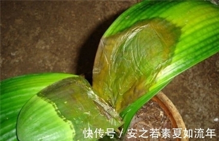 叶片怕水的6种花,浇水最好直接“灌”,不然黄叶、烂心又黑腐