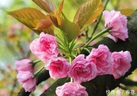 种花|客厅养花别乱养，3种花最合适，最后一种镇宅、聚财又养人！