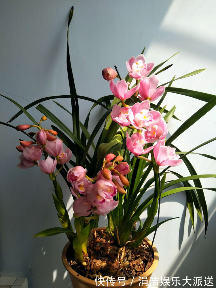 麦秆菊|庭院养花，就选“优良月季”戴尔巴德，花型大气，丰腴婀娜！