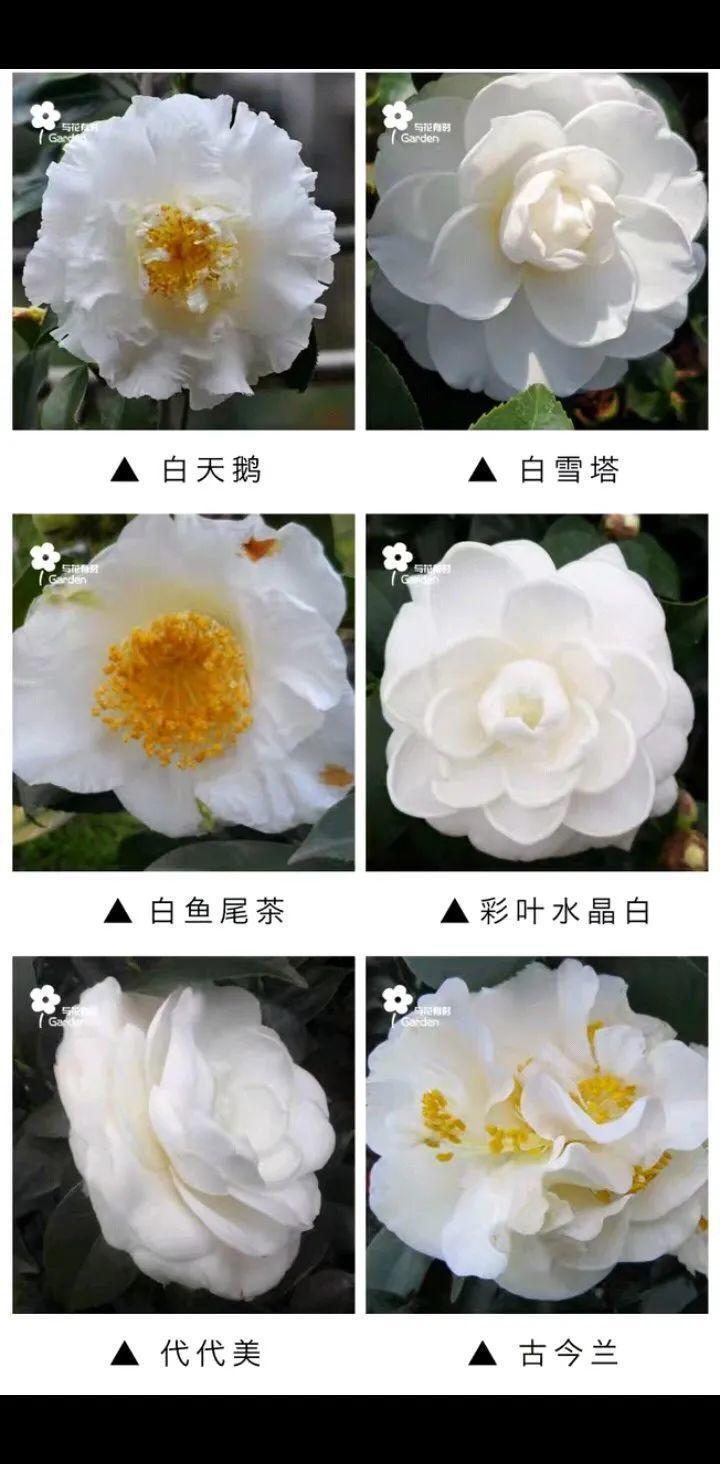 花友种在家门口多年的花，全被人折了，因为不吉利