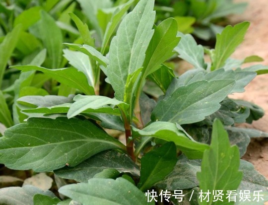 野菜|农村庄稼地里的杂草，过去拿来喂牲畜，其实是上好野菜能养生