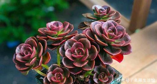 家里的多肉总是长不好?避开3个“陷进”,你可不要中招!