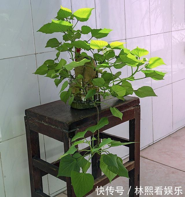 红薯|秋天剪下1根红薯藤,插盆土里,一个冬天吃不完,收获一茬又一茬