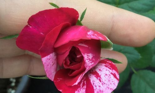 “珍稀玫瑰”苹果挞玫瑰,似粉黛佳人,富贵祥瑞,实属养花必备