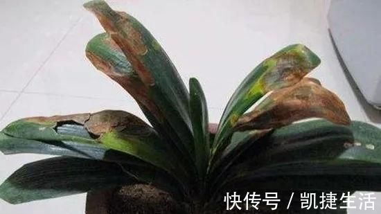 养君子兰，这“3个位置”，千万不能放，一放开花就难了，要注意