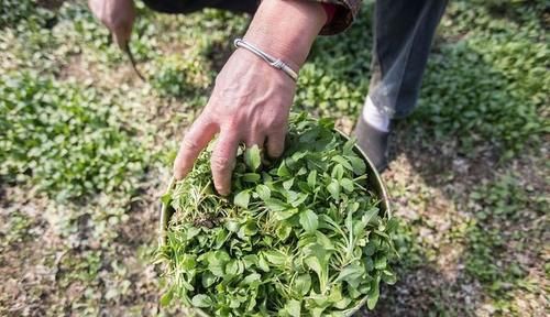 3月，这6种菜要焯水才能吃，很多人忽视，为了家人再懒别省这一步