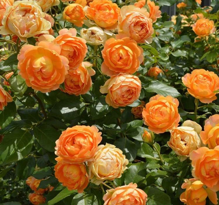 4种花适合新手养,不用费心,好养又漂亮,一开就是300多天!