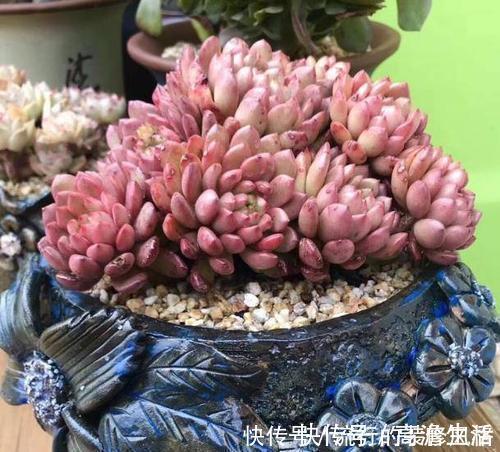 多肉|单头多肉如何变多头？最简单的打开方式，新手也会！