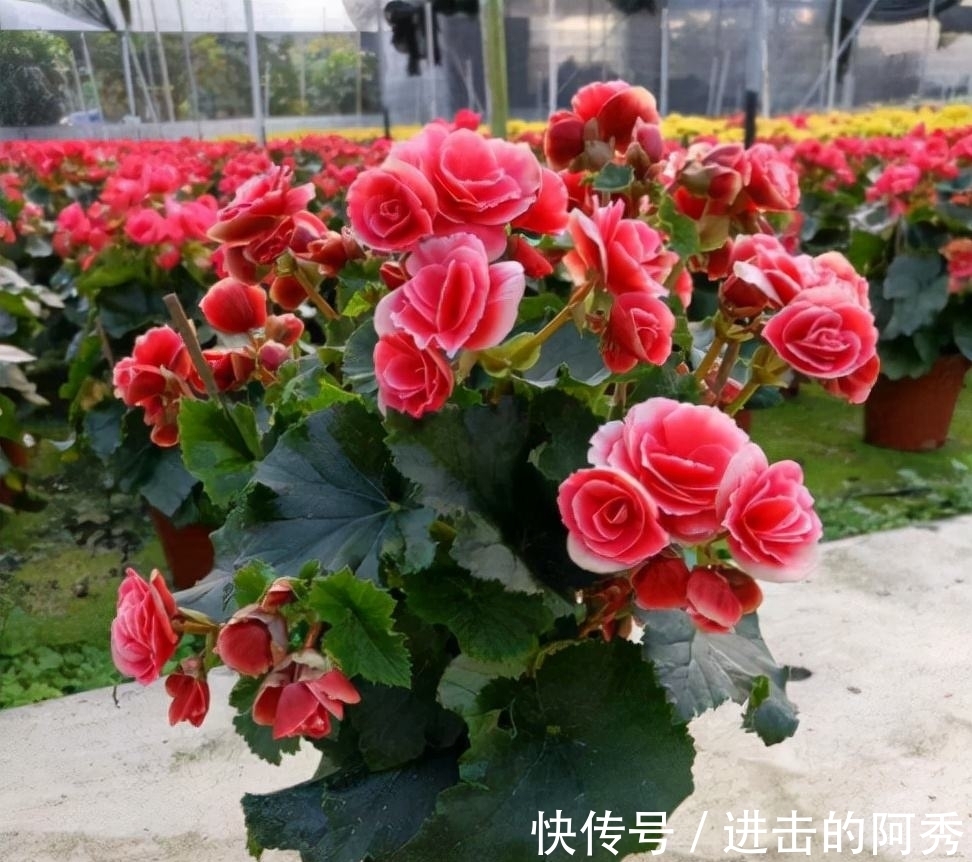 20种“坑人花”,真的很难养,没有三五年的养花经验,别入坑