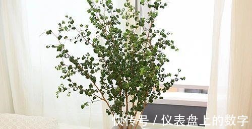 热爱生活|日本网友的精简“一人居”走红一个人居住，也要热爱生活