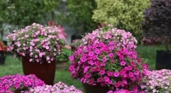 此5种花不买简直是巨亏,花期超长,可以天天赏花了