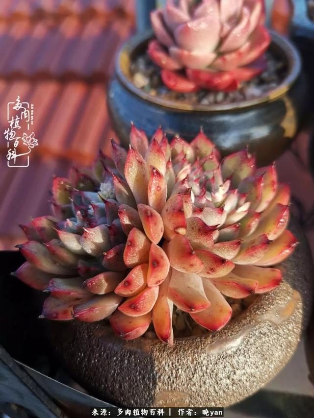 养多肉近四年,一路的走来,阳光总在风雨后!