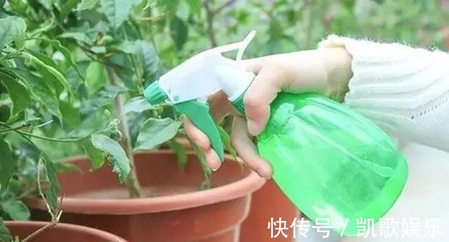 养花浇水,4个错别犯,不然养啥花都黄叶、烂根,学会一生受用