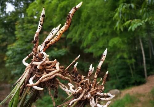 促使兰花发芽的方法，离不开3个要素，20天就见效