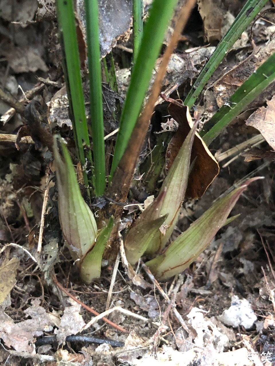 秋天养兰花,给它喂上2种“出芽肥”,新芽嗖嗖冒、年底开花多