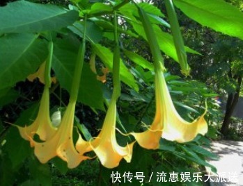 多闻闻|此花,有毒,多闻闻也不行教你方法,让养护正常,让家人安全