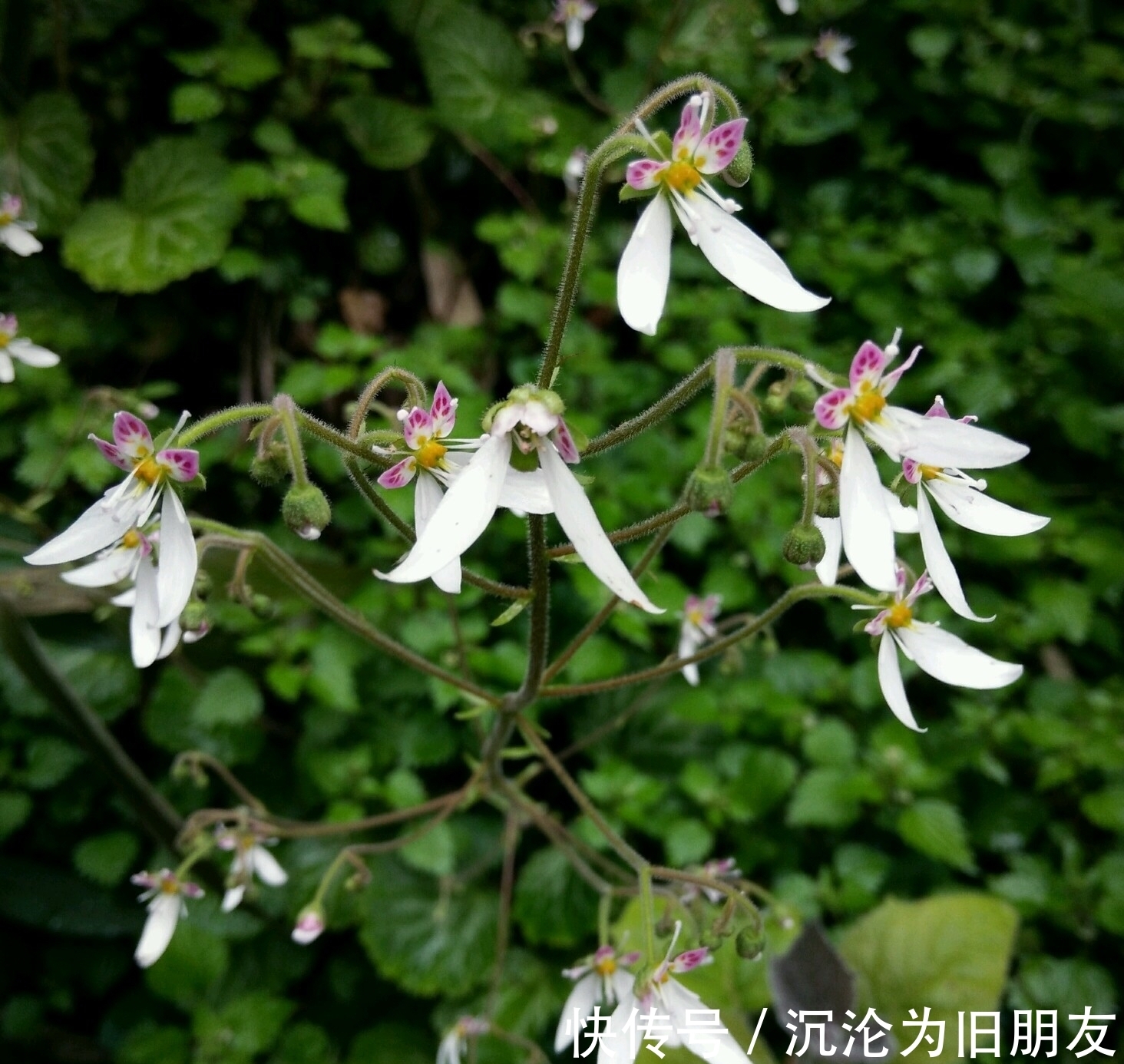 此花生命力顽强，能够在岩石裂缝处生存生长，象征着有较长的坚持