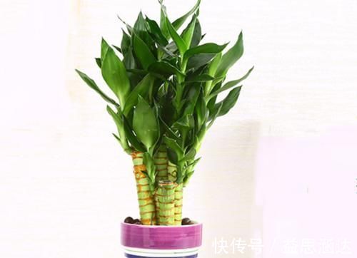 铁线蕨|天气转暖,家里的六种花不能让晒太阳,很容易就被灼伤