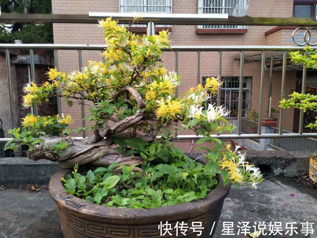 茉莉花|这5种盆栽,不止有观赏价值,还能食用药用,好养又漂亮