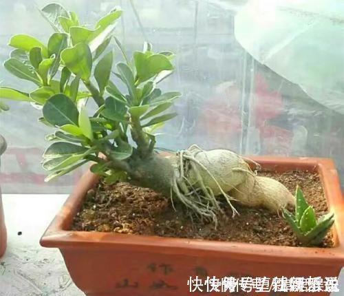 长寿花|养这三种花，盆越小，开的花越多，放大盆还容易死