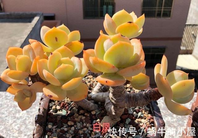 多肉中的巨无霸白凤，也能被控养成精致的老桩，颜色金黄株型漂亮