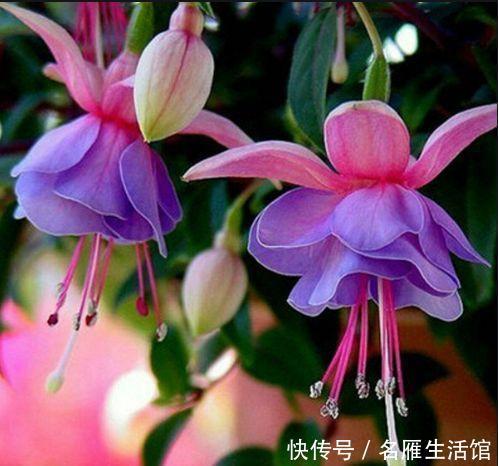 4种花最适合冬天养,浇水点就疯长,开花漂亮,人见人爱