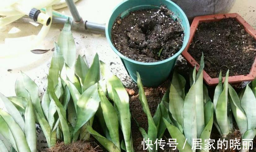 花友们|养花旧土别扔，消菌处理可再用，省钱、有趣又好使