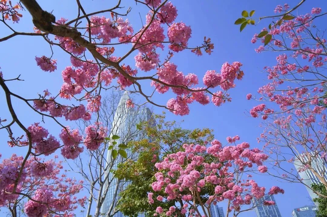 走，一起来看深圳的“花花世界”