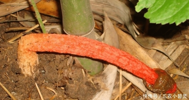 遇见|遇见“它”,请您高抬贵脚,别踩下去,当今好珍贵