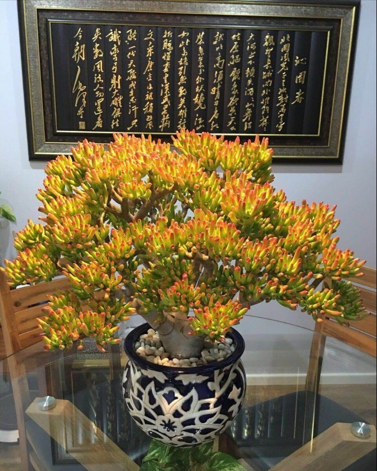 财意|4种名字带“财意”的植物，是吉祥的观赏花，家里有空建议养一盆