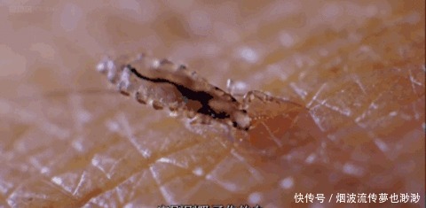 雌雄切换 从小蹭饭最终成为寄主舌头 这种寄生虫有多野蛮 快资讯