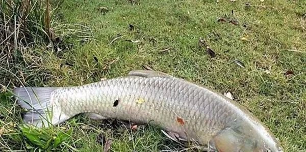 饵料|想钓草鱼试试这2种有效的方法,大鱼一条条,过瘾