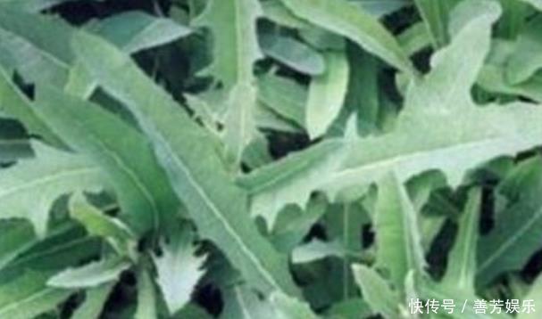 除蒲公英之外，这四种野菜也是抗癌良药，堪称女性“天然补品”