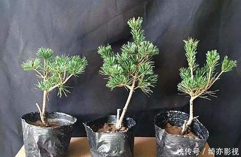 台长|五针松造型以吊扎为主,结合修剪,以求“回旋盘曲”!
