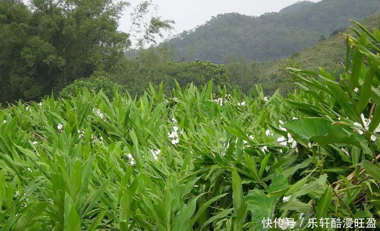 旺夫|3属相女是天生摇钱树，旺夫聚财能力一流，非富即贵